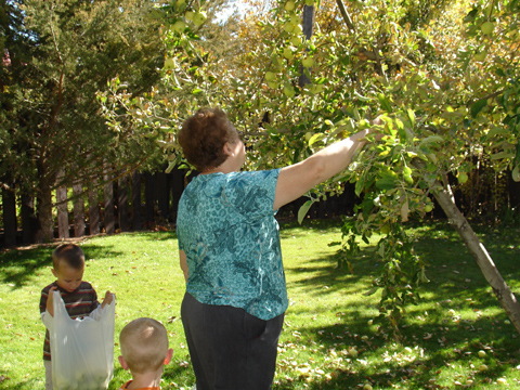 Grandma Codella directing the apple picking.